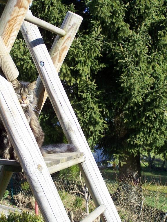 Urlaub Bei Freunden Lägenhet Füssen Exteriör bild